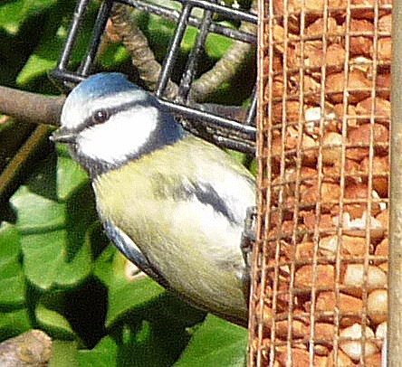 bluetit