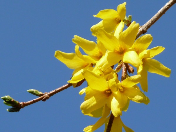 forsythia