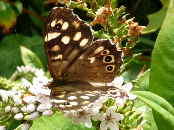 speckled_wood