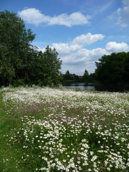 spring_meadow