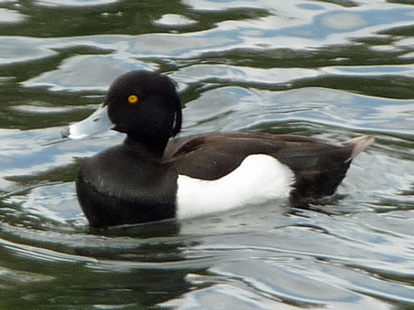 tufted_duck